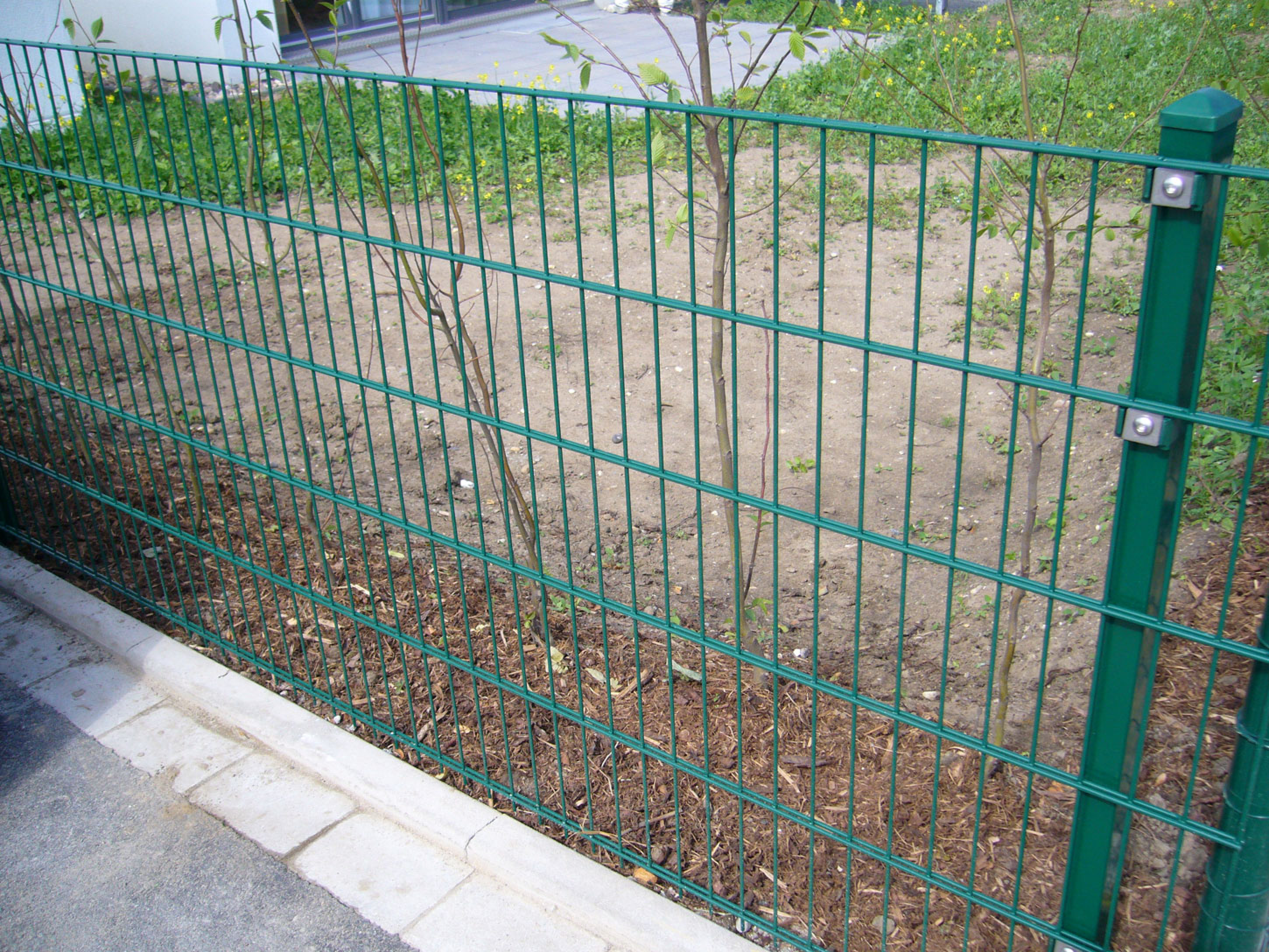 eibe baumschule Gewhnliche Eibe  Taxus baccata  Heinis Baumschulen